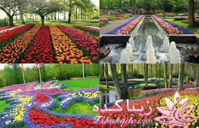 **پرواز بر فراز مزارع گلهای هاــــــــــــــند**